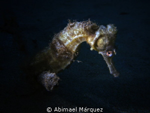 Seahorse by Abimael Márquez 